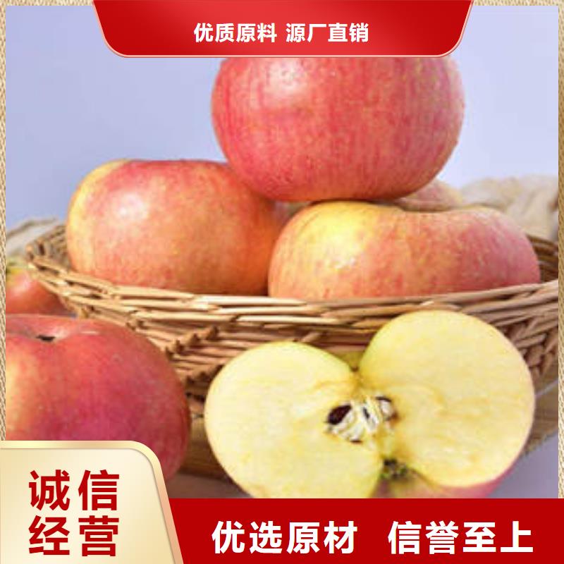质量优的红富士苹果生产厂家