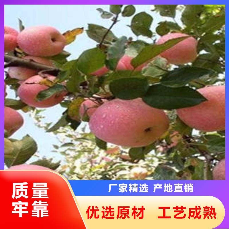 红富士苹果厂家现货价格多种规格库存充足