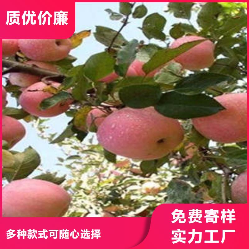 红富士苹果让利批发