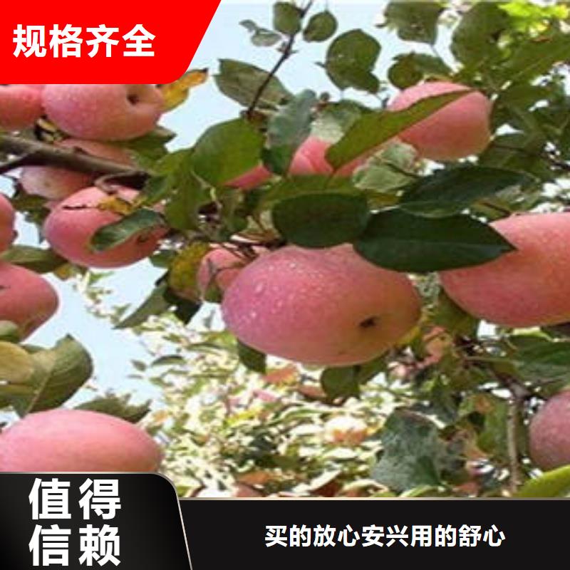 红富士苹果订购热线