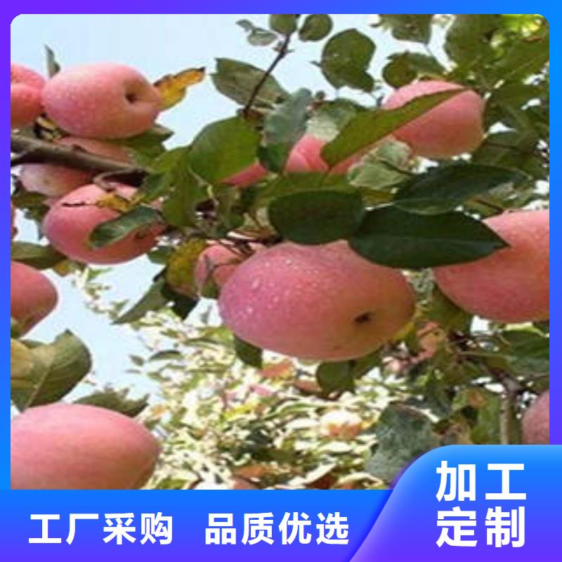 红富士苹果-加工厂家