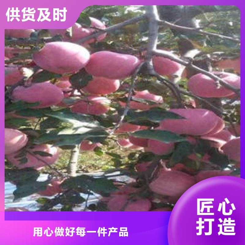 红富士苹果-品质保障