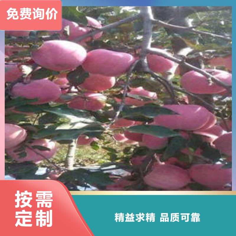 红富士苹果资质全可信赖今日新品