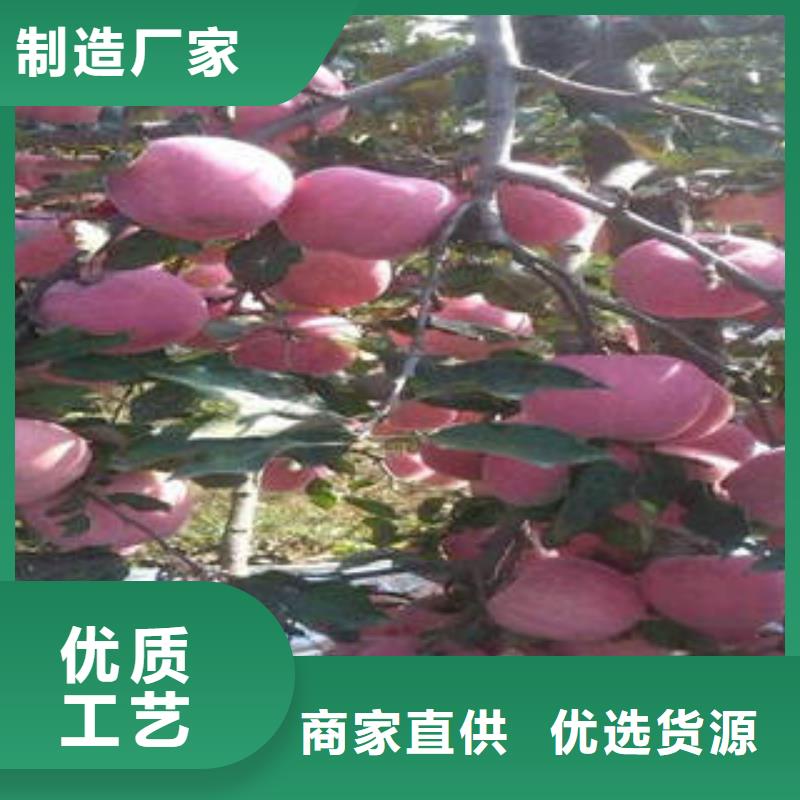 供应红富士苹果_优质厂家本地货源