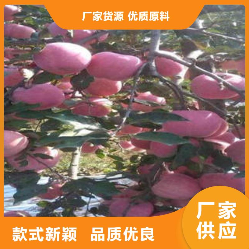 红富士苹果批发零售-定做_景才农产品专业合作社
