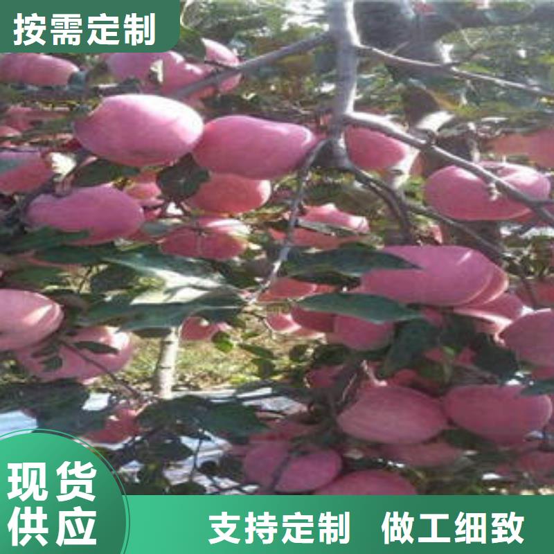 有现货的红富士苹果生产厂家