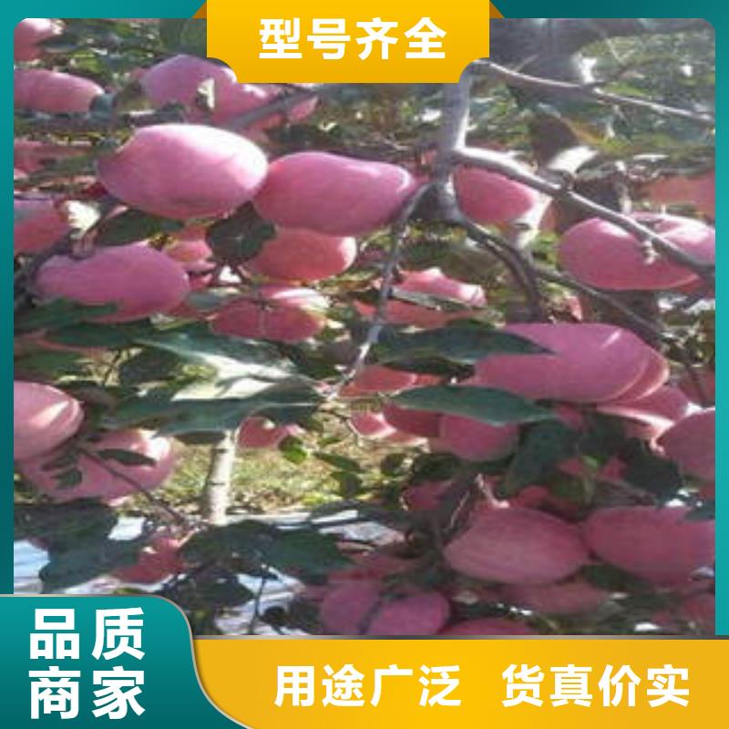 红富士苹果-品质看得见