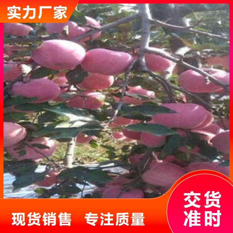 红富士苹果供应厂家