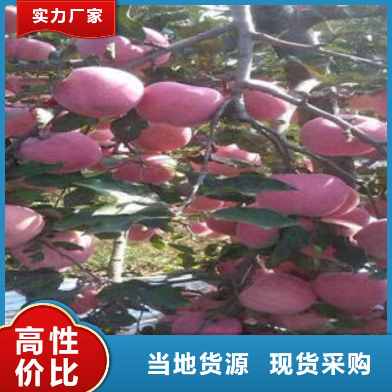 红富士苹果三年质保
