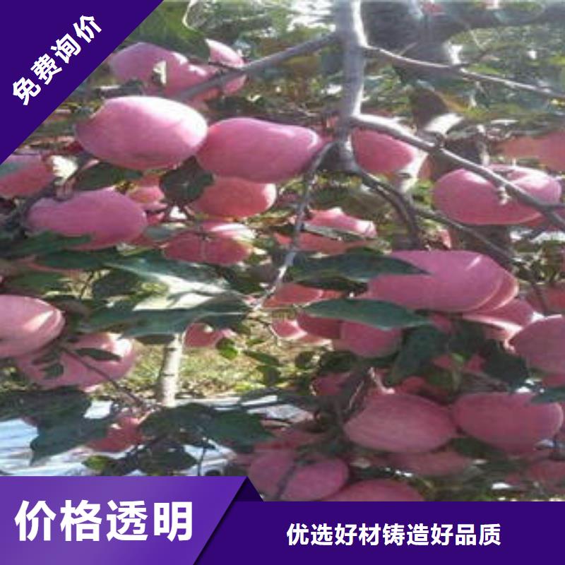 供应批发红富士苹果-放心