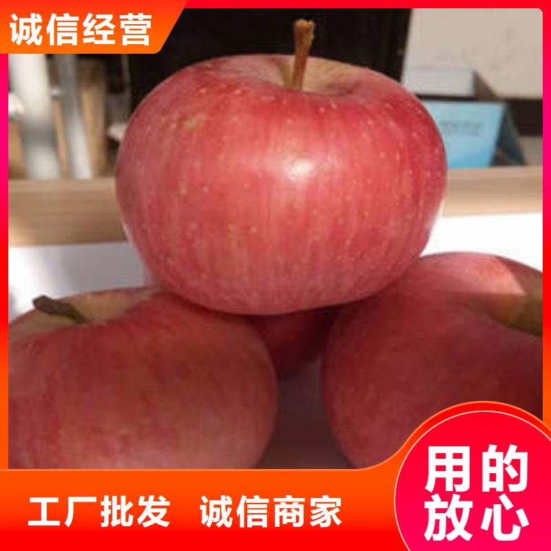 红富士苹果厂家发货快有口皆碑