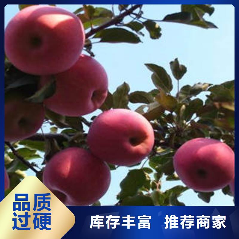 值得信赖的红富士苹果