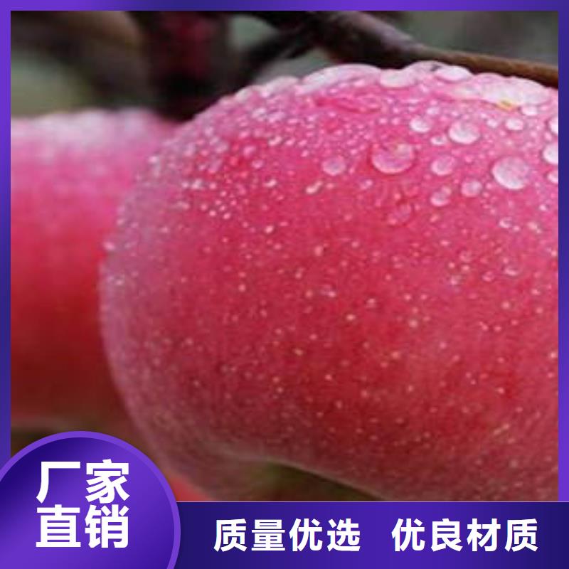 红富士苹果品质价格实惠