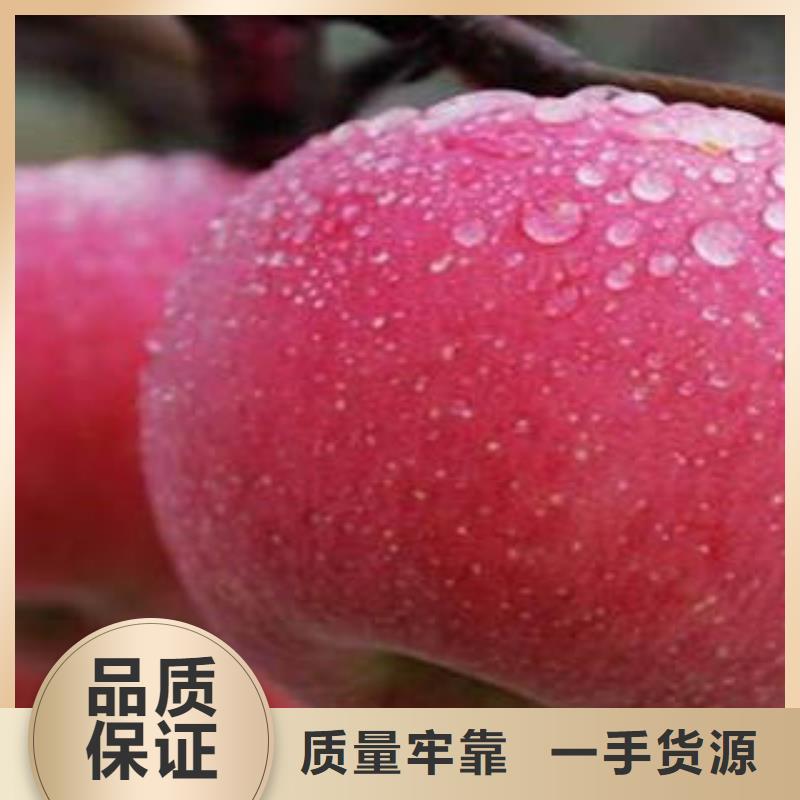 红富士苹果研发厂家源厂直接供货