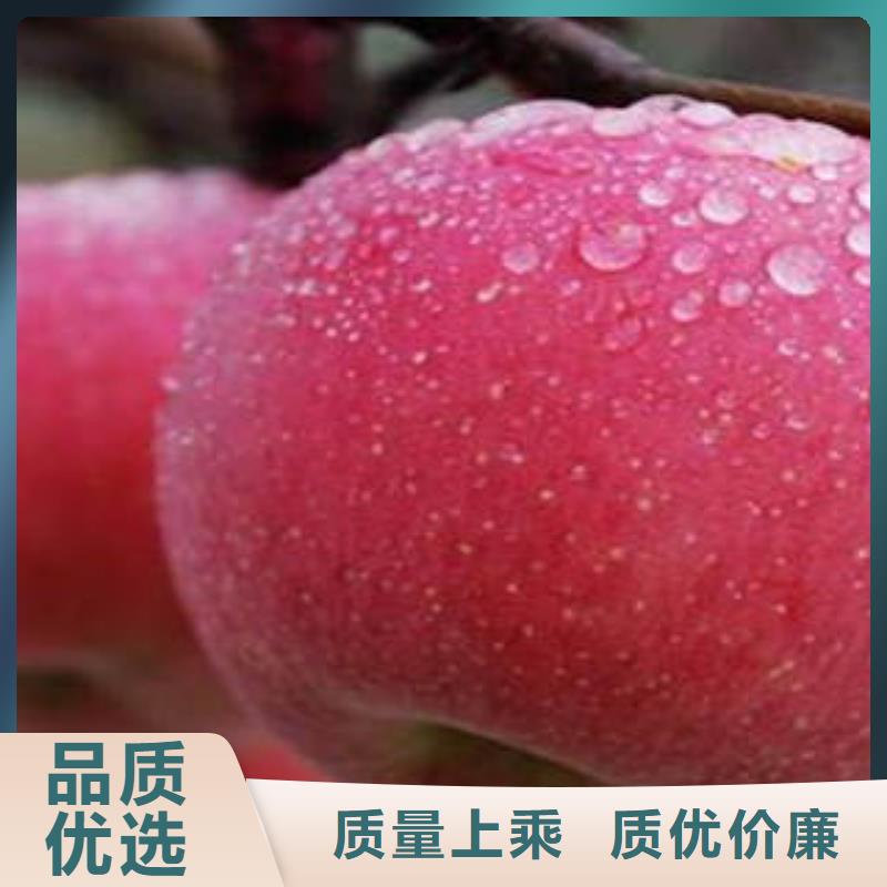 红富士苹果性价比高