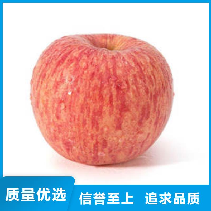 常年供应红富士苹果-热销颜色尺寸款式定制