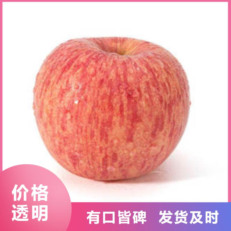 红富士苹果量大优惠专业的生产厂家