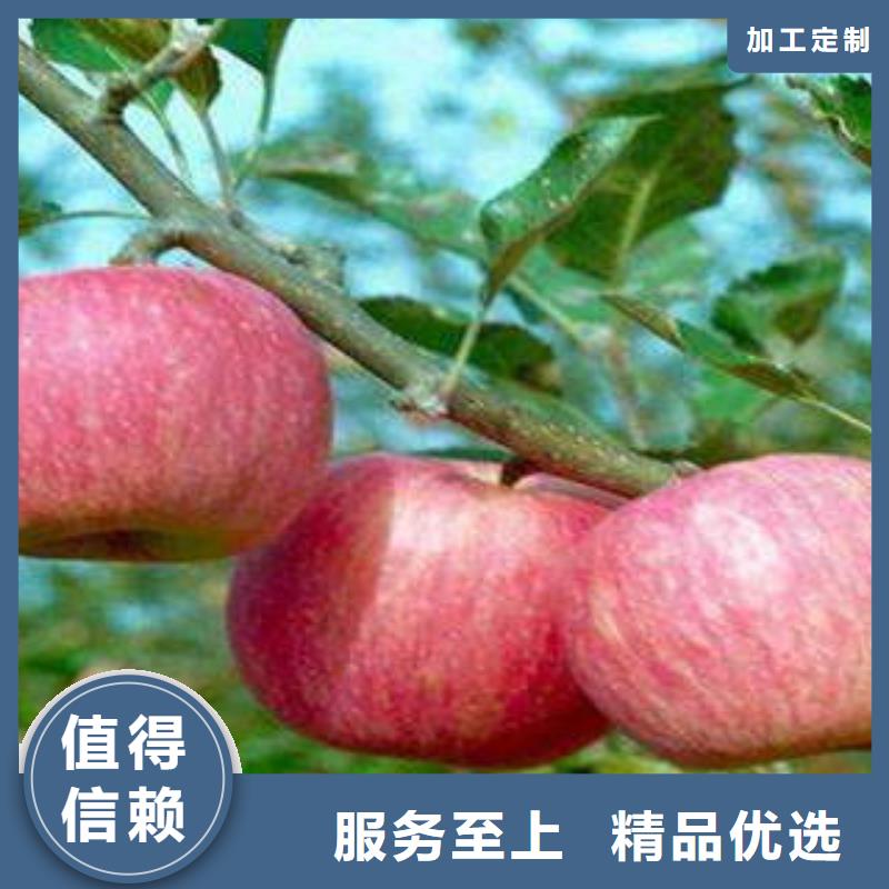 紅富士蘋果-信譽可靠