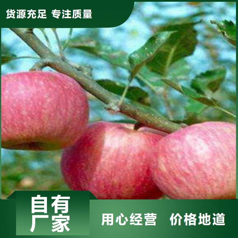 厂家批发红富士苹果价格优惠实力工厂