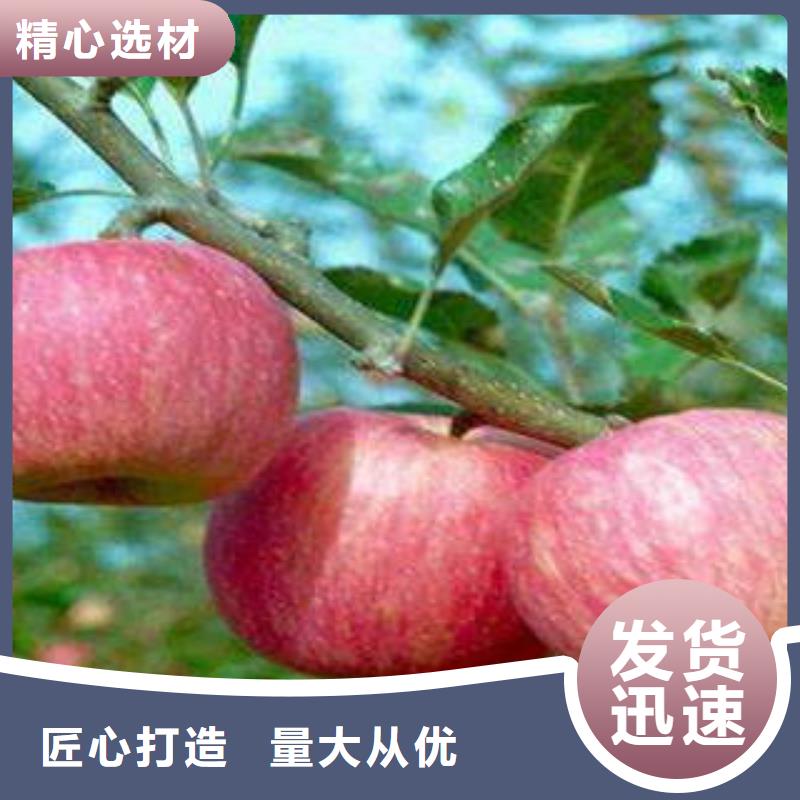 红富士苹果-放心采购
