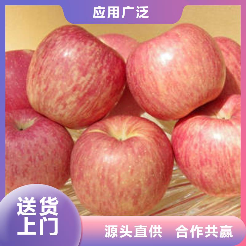 红富士苹果生产厂家_厂家直销