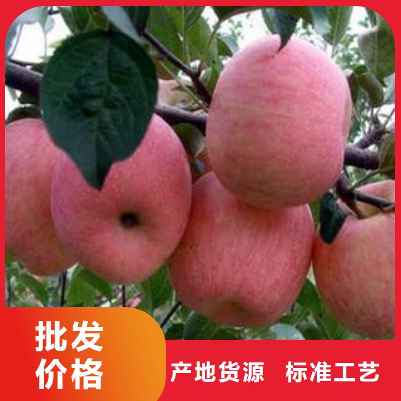 红富士苹果现货充裕