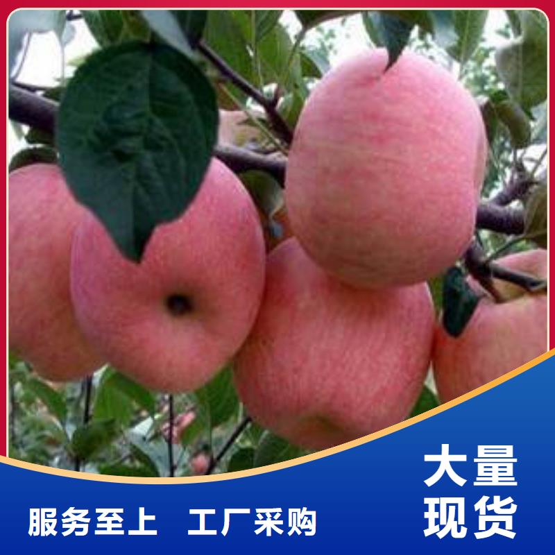 红富士苹果-可货到付款优质工艺