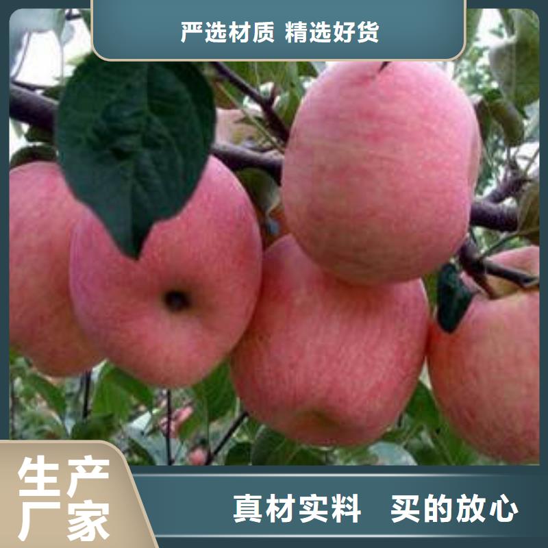 红富士苹果质量好的厂家