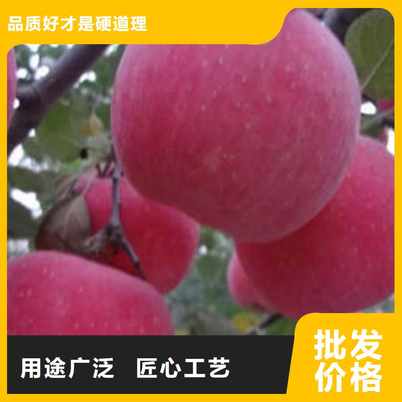 红富士苹果-红富士苹果放心之选规格型号全