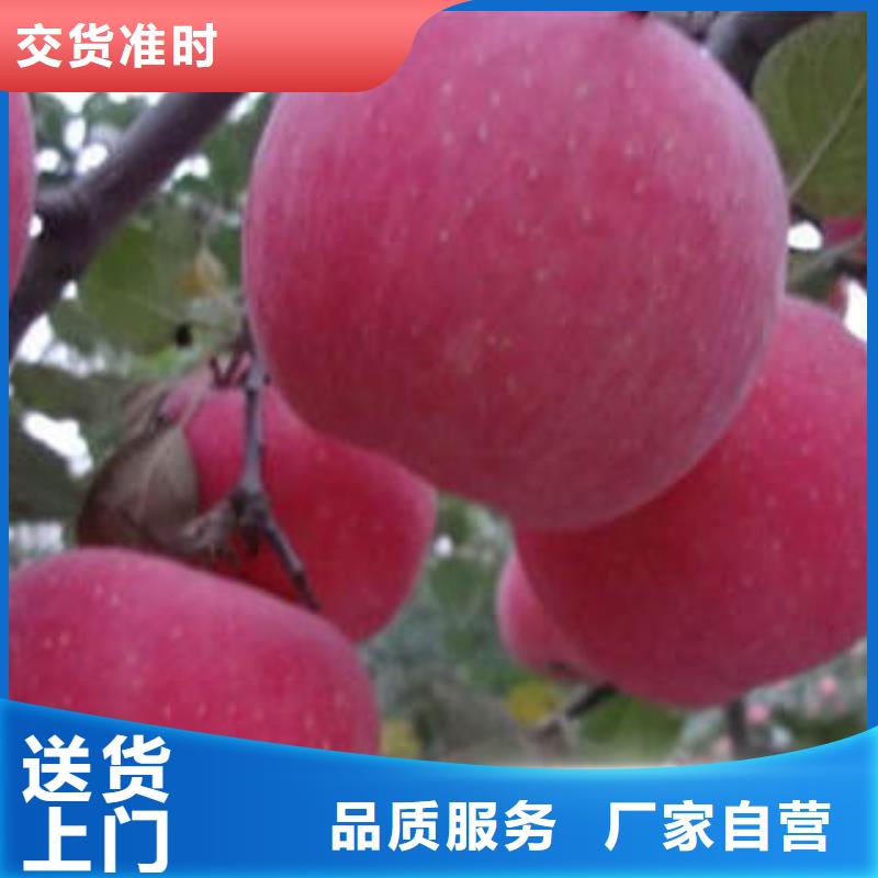 红富士苹果-加工厂家