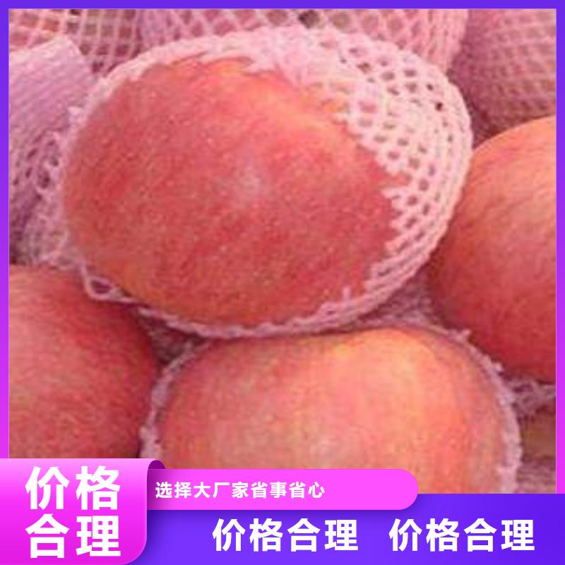 红富士苹果厂家现货
