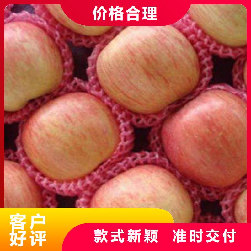 紅富士蘋果貨源穩(wěn)定