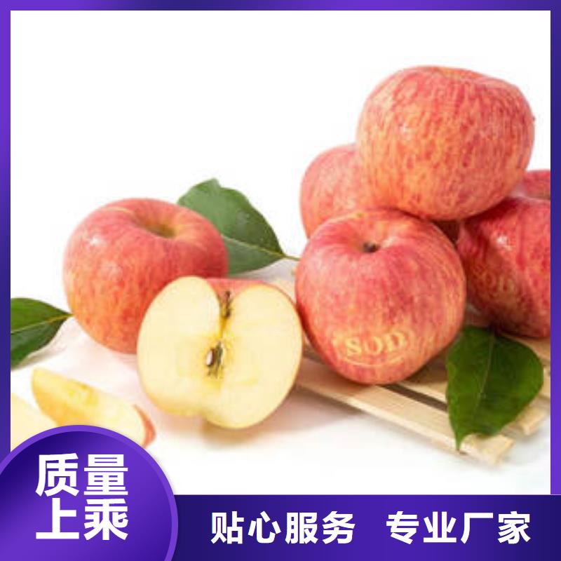 紅富士蘋果-信譽可靠