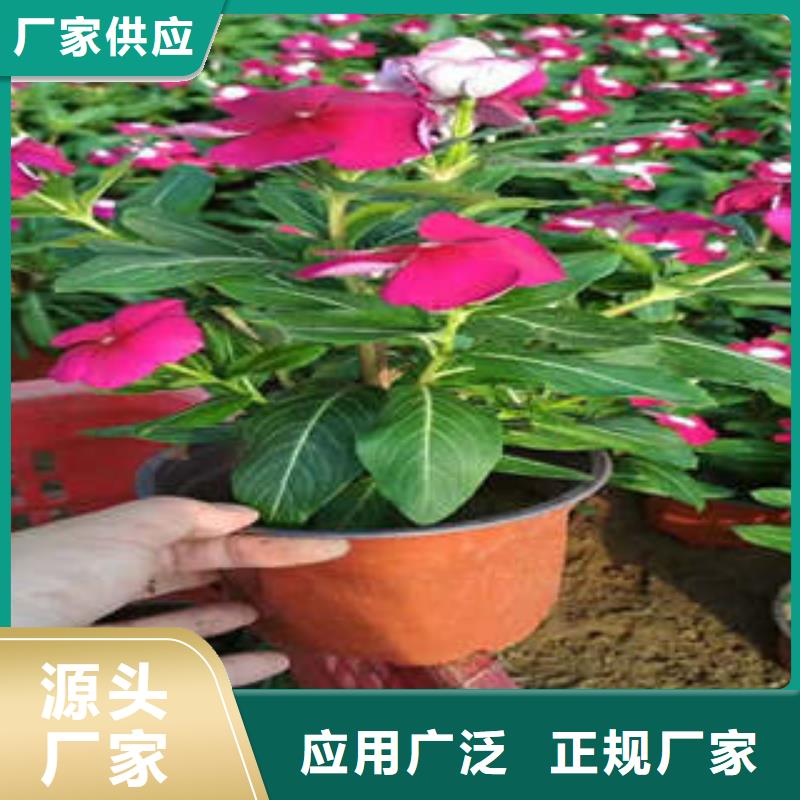 11厂家发货及时产地直销