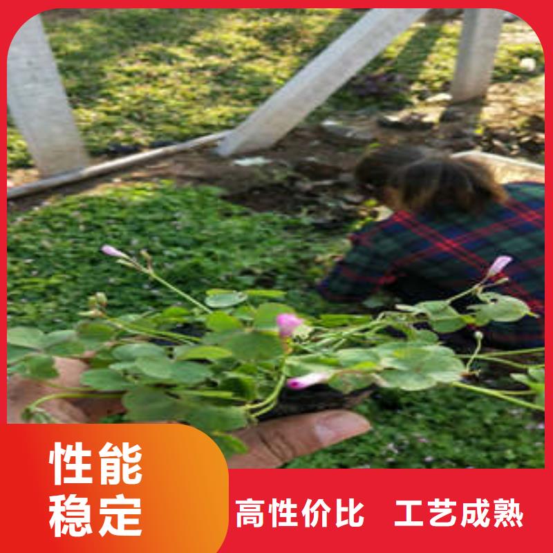 质优价廉的11销售厂家现货销售