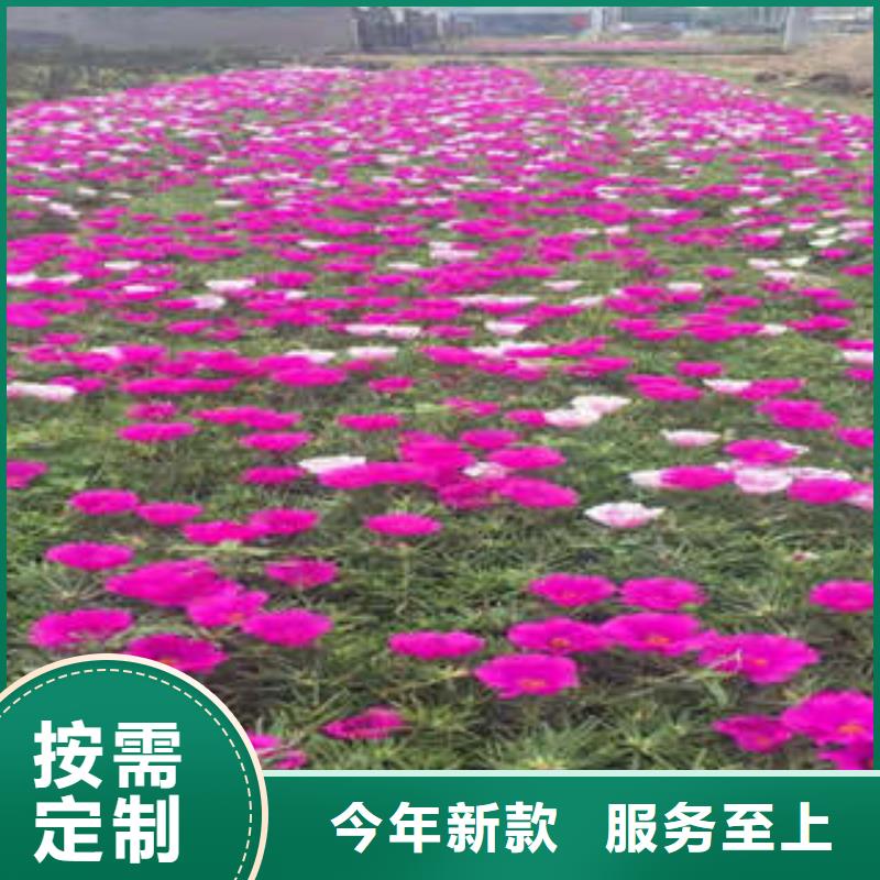 定制11的销售厂家货源充足