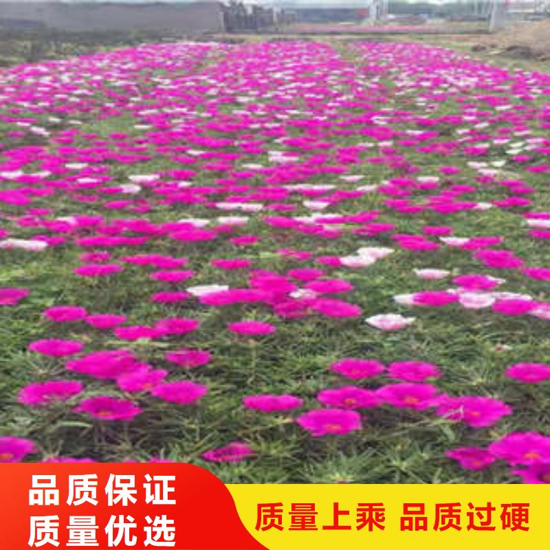 11厂家地址出厂价