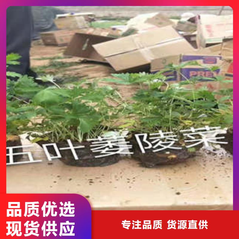 11厂家优势使用方法
