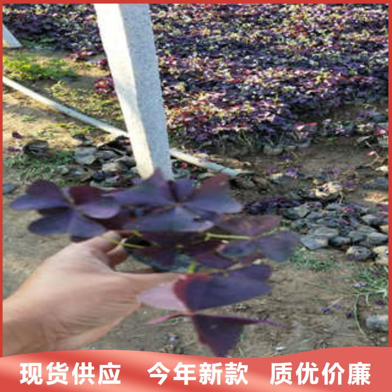 11-11厂家、品牌