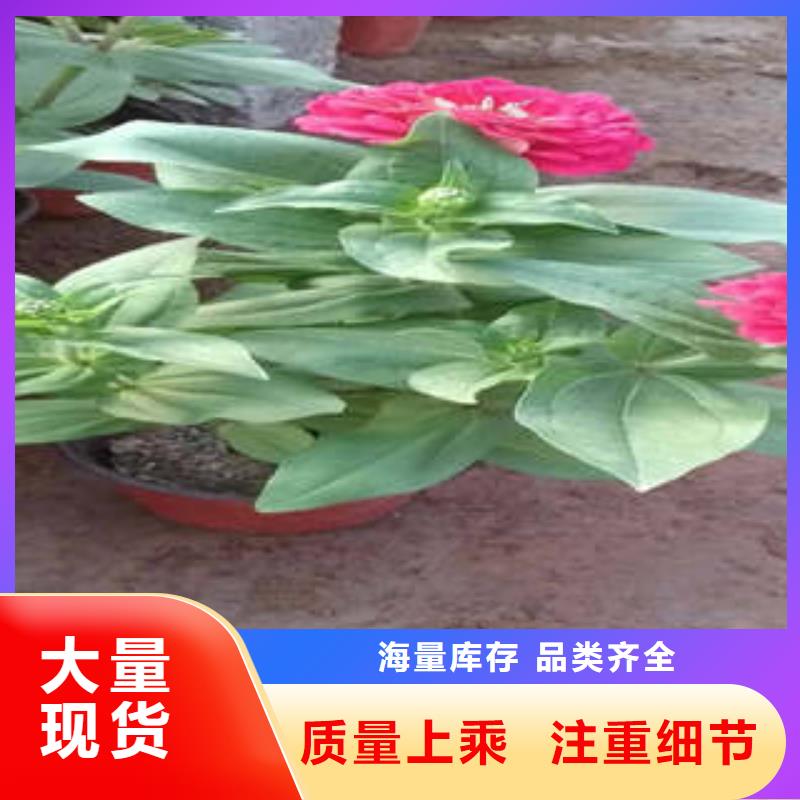 11厂家，价廉产地直供