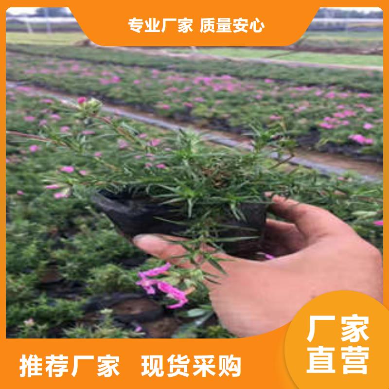 11质量保真欢迎来电询价