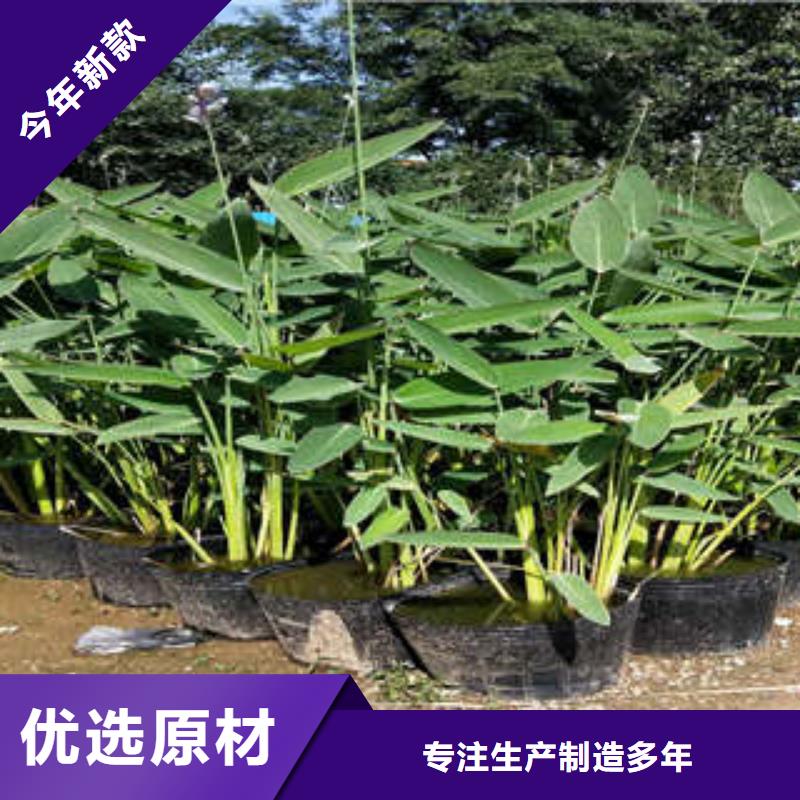 11销售地址用途广泛
