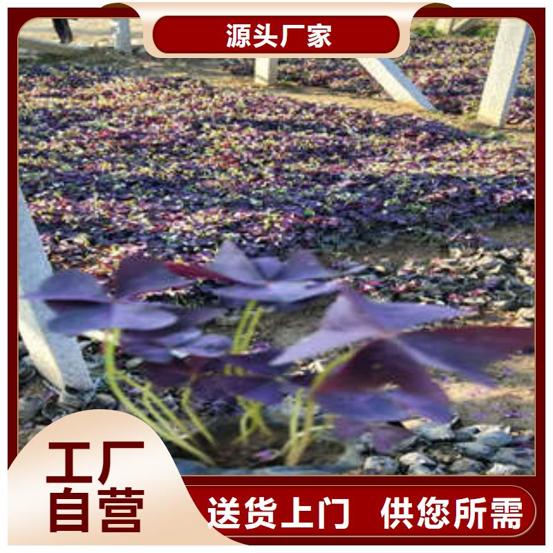 供应11的销售厂家