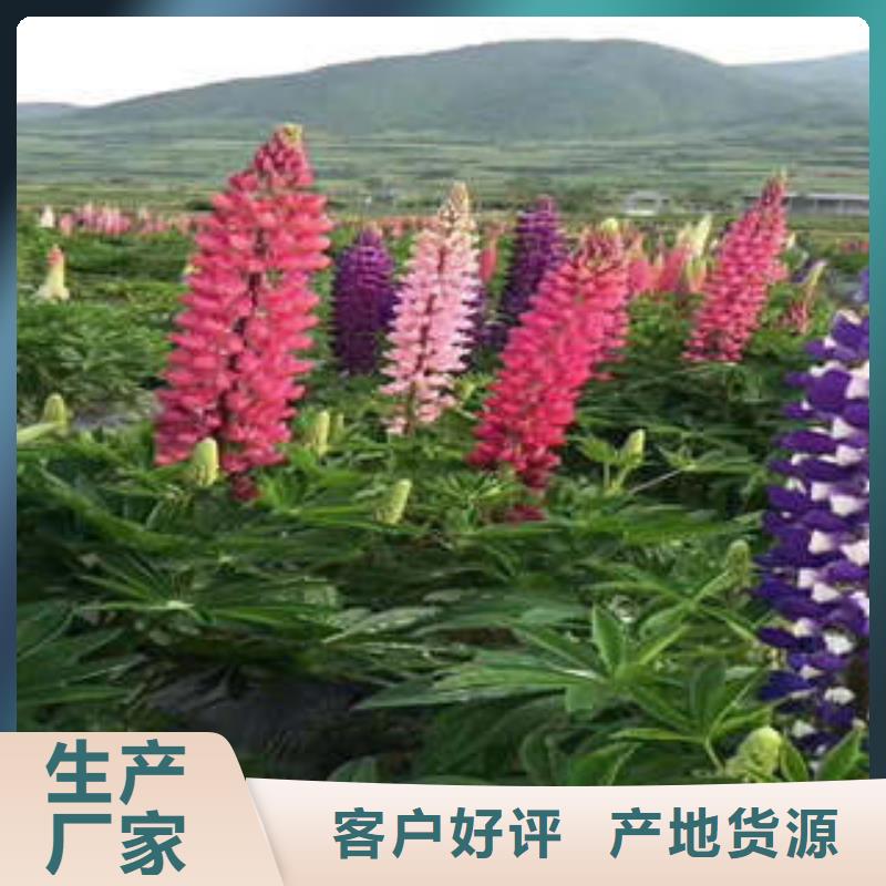 11用途广当地制造商