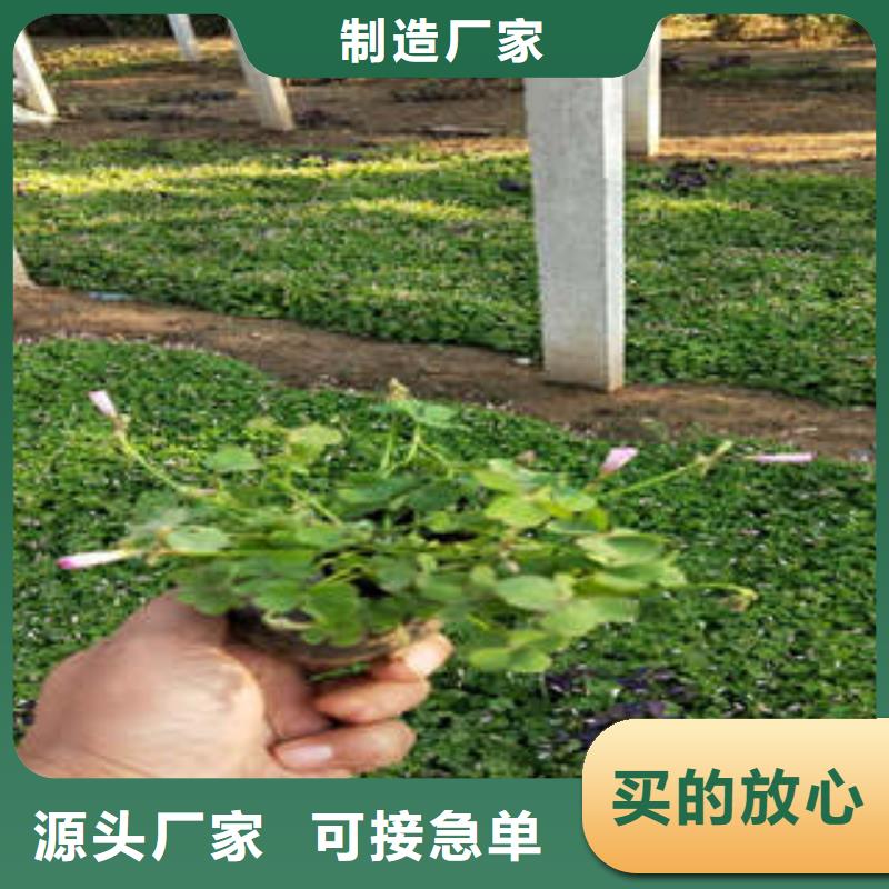 11全国包邮本地生产厂家