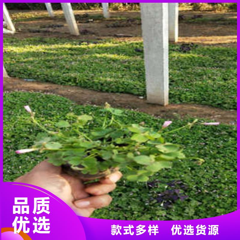 11质量保真当地品牌