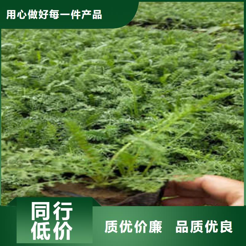 质优价廉的11销售厂家