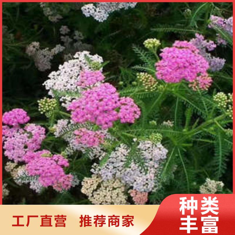 11精选厂家您想要的我们都有