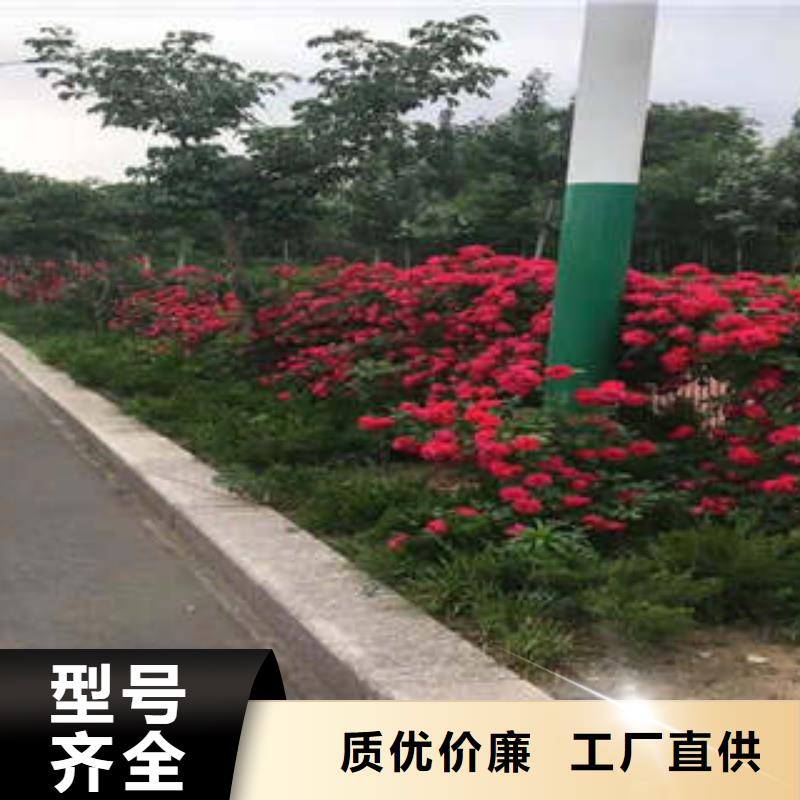 11企业-信誉保障产地直供