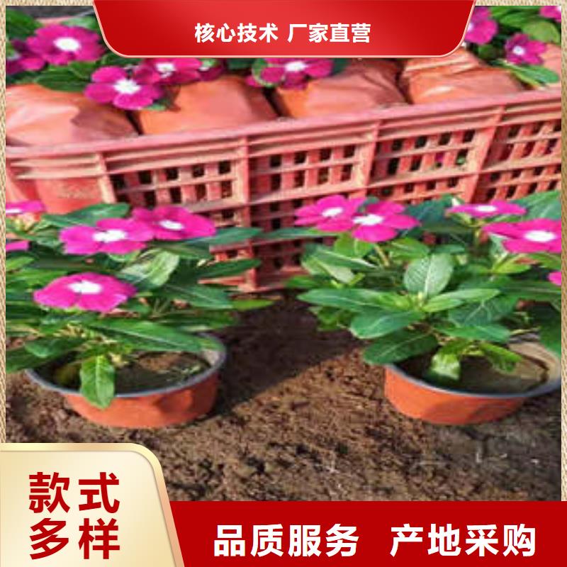 价格低的11品牌厂家当地公司